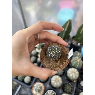 แอสโตรไฟตัม (Astrophytum v นูดัม) ไม้เมล็ด Size 3.cm