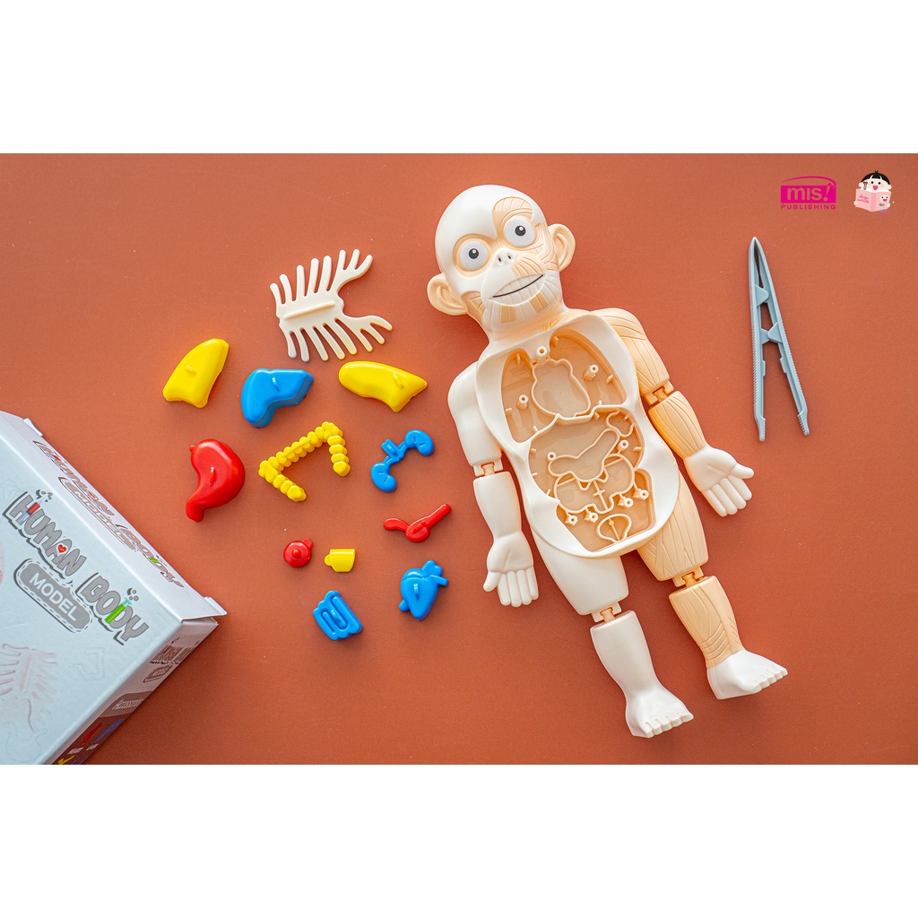 หนังสือร่างกายมนุษย์ พร้อมโมเดลร่างกายมนุษย์ 👀+การ์ด!! 💪โมเดลอวัยวะ🦵ของเล่นแนววิทยาศาสตร์ 🧠Human Body Model 👀Anatomy - รูปที่ 3