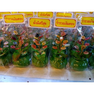 ต้นหยกจากพม่า 99 บาท