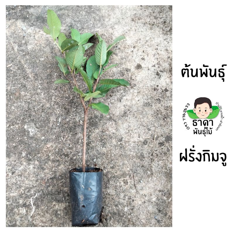 ต้นพันธุ์ฝรั่งกิมจู กิ่งพันธุ์ฝรั่งกิมจู กิ่งตอนใส่ถุงดำพร้อมปลูก