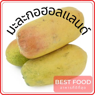 มะละกอฮอลแลนด์ Holland Papaya