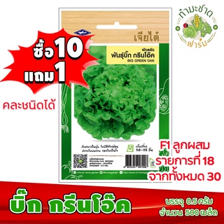 (ซื้อ10แถม1) เมล็ดพันธุ์ บิ๊ก กรีนโอ๊ค Big green oak ประมาณ 500เมล็ด เจียไต๋ เมล็ดพันธุ์พืช เมล็ดพันธุ์ผัก เมล็ดผัก