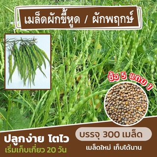 เมล็ดพันธุ์ผักขี้หูด ผักพฤกษ์ แบ่งขาย 300 เมล็ด (ซื้อ 5 แถม 1)✨