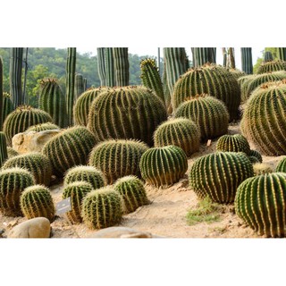 ถังทองสำรับตกแต่งสวน ถังทองตกแต่งร้าน ขนาดลูก 2-6 นิ้ว ส่งแบบถอดราก Golden Barrel Cactus กระบองเพชรราคาส่ง