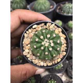 กระบองเพชร ยิมโนมิฮาโน Gymnocalycium mihanovichii หัว 2.5-3 ซม.