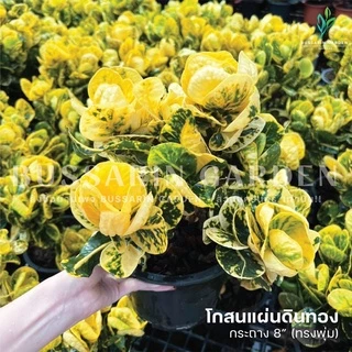 ต้นโกสนพันธุ์ แผ่นดินทอง (ทรงพุ่ม) ไซส์ใหญ่ สูง 30-40 เซนติเมตร ซื้อ 10 แถม 1 (จัดส่งแบบถอดกระถาง+รับประกันสินค้า)