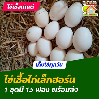 ไข่เชื้อไก่เล็กฮอร์น สำหรับการฟัก 15 ฟอง