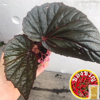 STEM CUTTINGS/KERATAN BATANG: Begonia Rex | Begonia Burning Bush | Asam Batu内裤/头饰/花园/芹菜/通心菜/木瓜/鲜花/裙子/帽子/手链/ Z4TN