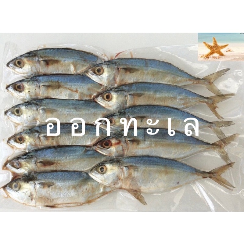 ปลาทูหอม(แบบขาว แบบขาวแห้ง แบบน้ำตาล) 🐟 แม่กลอง เค็มน้อย