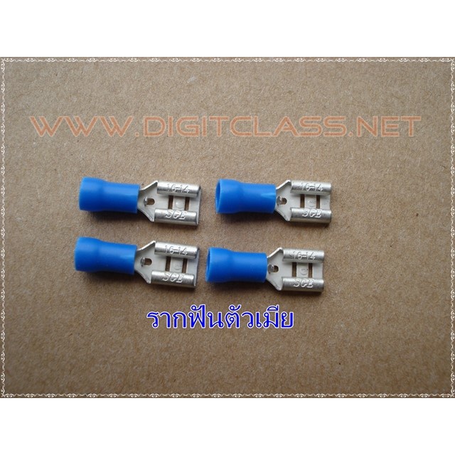 รากฟันตัวผู้  - ตัวเมีย(10ชิ้น)