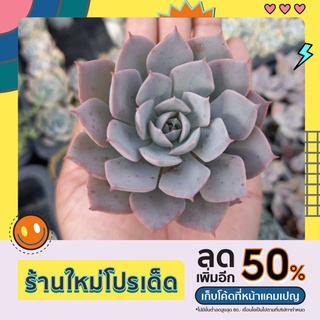 กุหลาบหินไม้หายาก /Echeveria Peacockii subsessilis/ไม้อวบน้ำน่าสะสม /ในกระถางสองนิ้ว ส่งพร้อมกระถาง