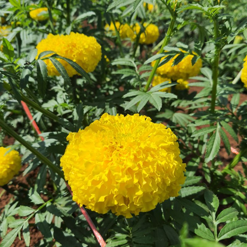 ต้นกล้าดาวเรืองพร้อมปลูกแพ็คเกจชุด50ต้น/100ต้น/ 200ต้น - รูปที่ 4