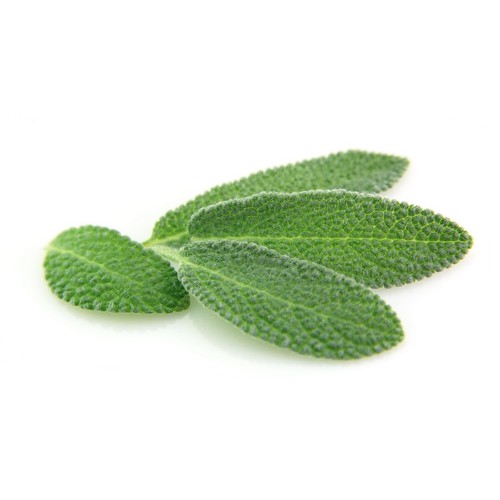 Sage/ เสจ     Sage/ เสจ