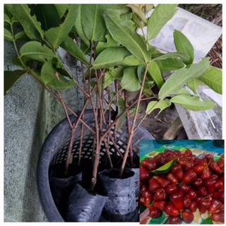 ต้นชมพู่ทับทิมจันทร์แท้สูง 50-70ซม.