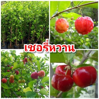 ต้นเชอรี่หวาน รสชาติหวานอมเปรี้ยวนิดๆ ต้นพันธุ์ตอนกิ่งสูง 40-50 ซม.แข็งแรงพร้อมปลูก