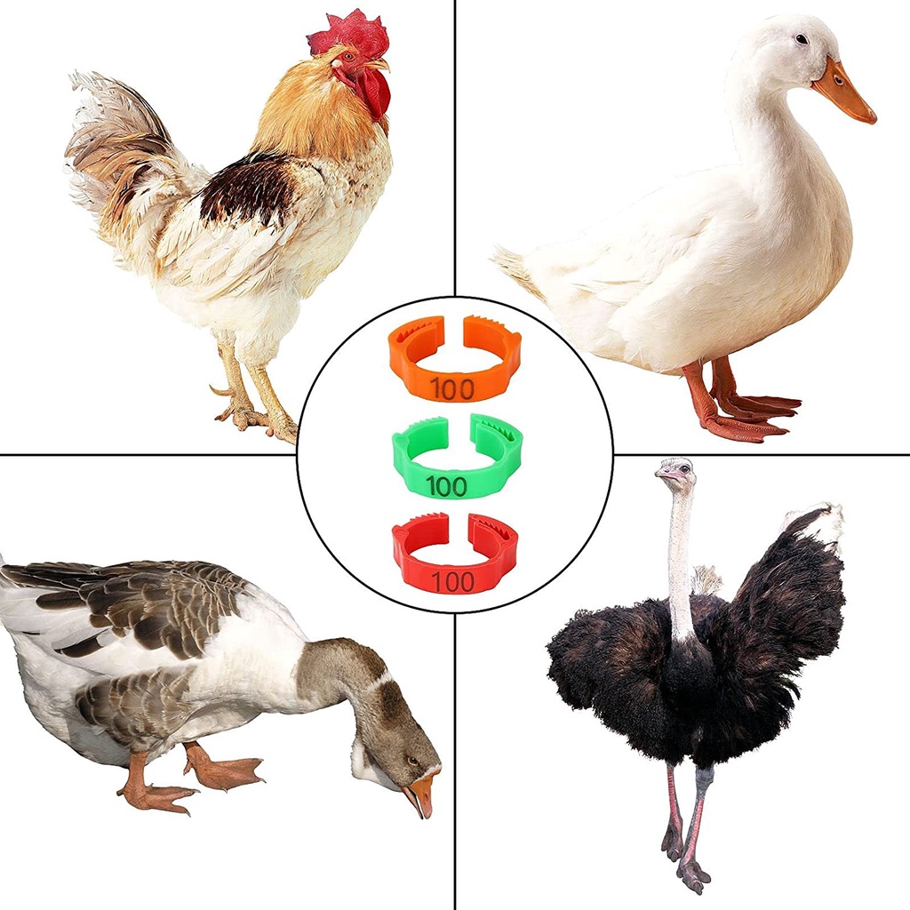 ถูกสุด💥ห่วงขาไก่ ห่วงล้อมขาไก่ ห่วงรัดขาไก่ สายคล้องขาไก่ เชือกรัดขาไก่ ห่วงล้อมขานก ห่วงคัดพันธุ์ สายคัดพันธุ์ - รูปที่ 5