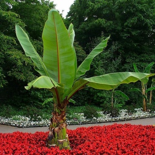 เมล็ด กล้วยผาเอธิโอเปีย กล้วยเอธิโอเปีย Ensete Ventricosum banana กล้วยผา กล้วยผาที่สูงที่สุดในโลก