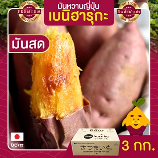 มันหวาน มันหวานญี่ปุ่น 3kg นำเข้าจากญี่ปุ่นแท้ 100% เบนิฮารุกะ ปลูกที่ ญี่ปุ่น อิบารากิ หวาน ฉ่ำ สดใหม่ทุกสัปดาห์