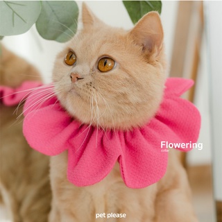 Flowering ปลอกคอดอกไม้  l petplease