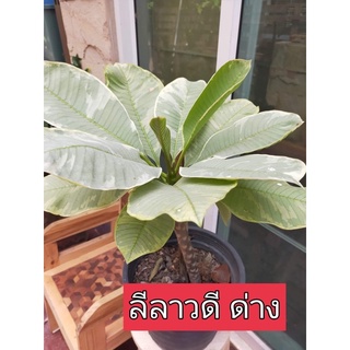 ลีลาวดีด่าง(ฟรีค่าขนส่ง)