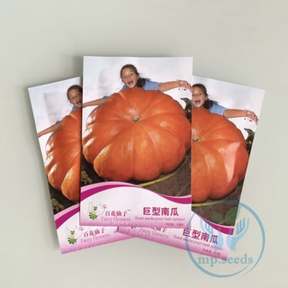 เมล็ดฟักทองยักษ์  5 เมล็ด Big Boon Pumpkin, Big Max Pumpkin Original   สายพันธุ์ OP