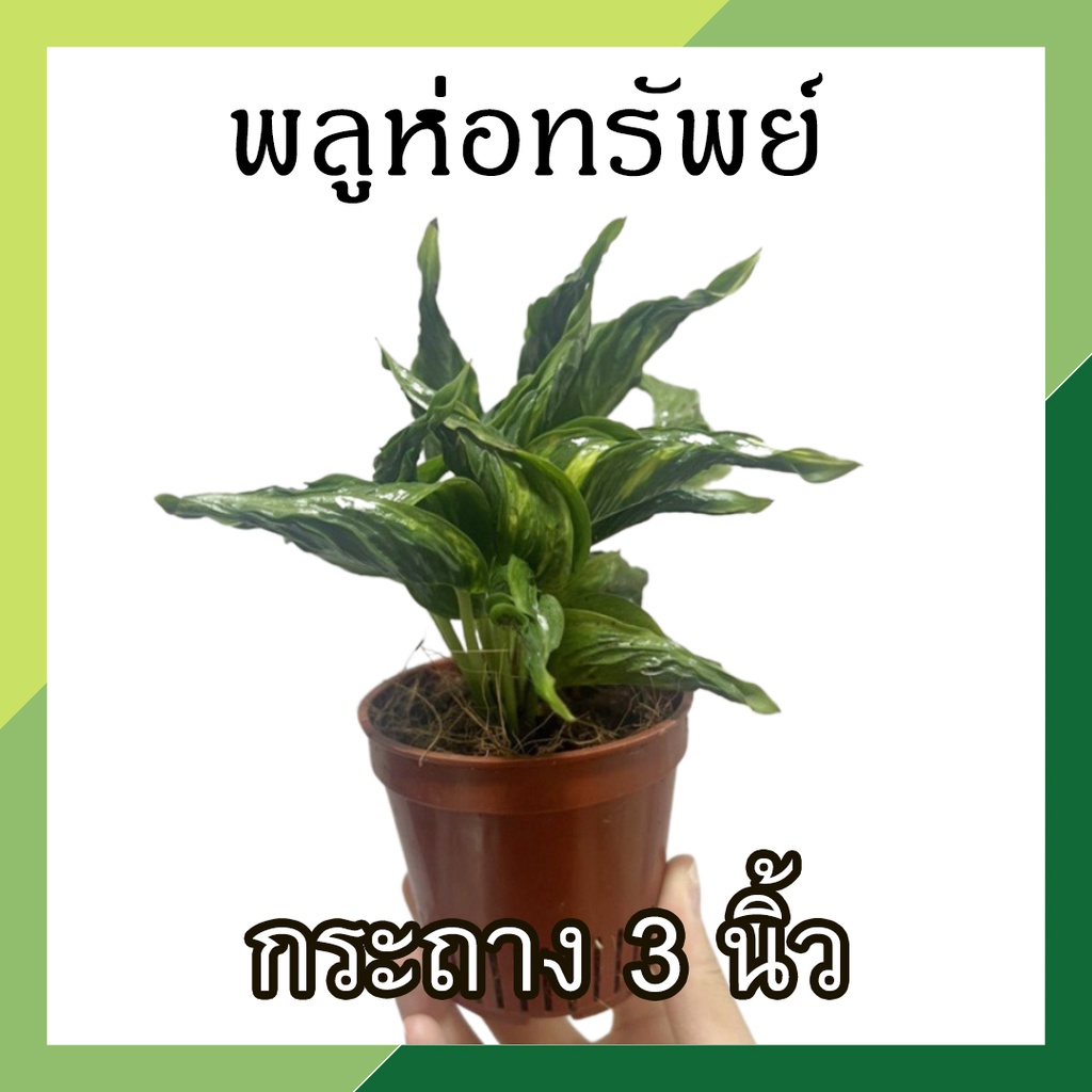 พลูห่อทรัพย์ กระถาง 3 นิ้ว ติดด่าง ห่อเงิน ห่อทอง ห่อทรัพย์ Epipremnumaureum 'Godzilla ไม้มงคล ไม้ฟอกอากาศ