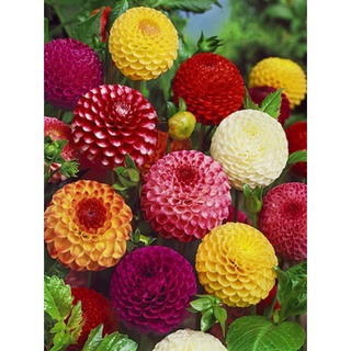 1 เหง้า/ชุุด รักเร่ Dahlia สายพันธุ์ Pompon หัวรักเร่ ดอกไม้ ดอกรักเร่ เหง้า นำเข้า ยุโรป หัวสดใหม่