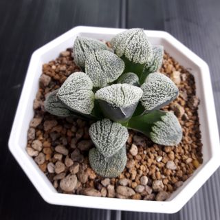 Cake Cactus Farm ไม้อวบน้ำ กระบองเพชร Haworthia pygmea Super snow พิคเมีย