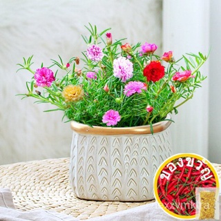 [MEGA PROMO NOW!] 300Pcs Portulaca เมล็ดพันธุ์สำหรับปลูกรายการตกแต่งสวนเมล็ดพันธุ์สมุนไพรพืชเมล็ดพันธุ์โหระพา Ing Li TIT