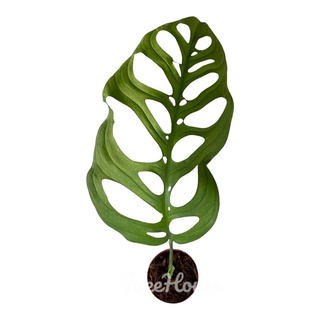 เอสคิวเลโต พลูฉลุยักษ์ (Monstera esqueleto) กระถาง 4 นิ้ว