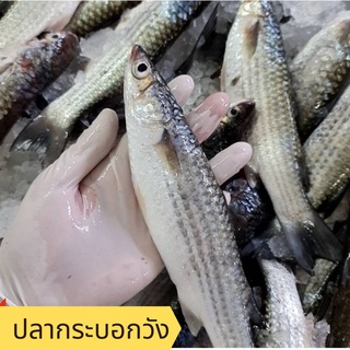 อาหารทะเล พร้อมส่ง! ปลากระบอกวัง / Heng Heng Seafood