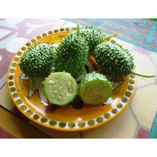 10 เมล็ดพันธุ์ แตงกวาเงาะ หรือแตงกวาป่า(กินได้) ornamental cucumber Seeds มีคู่มือพร้อมปลูก อัตรางอก 80-85%