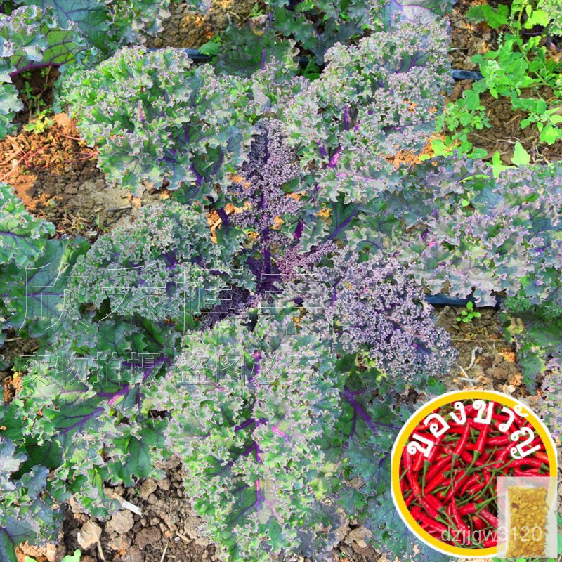 Kale Seeds Purple kale seeds spring autumn and winter featured ...