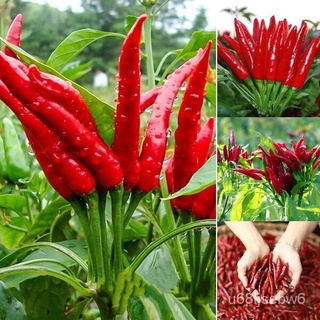 ถูก ใหม่ สายพันธุ์เมล็ดพันธุ์พริก (Hot pepper seeds) ซุปเปอร์ฮอท มล็ดพันธุ์ พริกมันบางช้าง สุดยอดพริกพันธุ์ดีของไทย บ QG