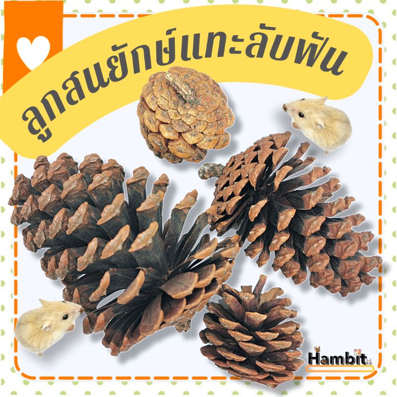 Hambit. ลูกสนยักษ์แทะลับฟัน ของเล่นแฮมเตอร์ ของเล่นกระต่าย ชูการ์ไกรเดอร์