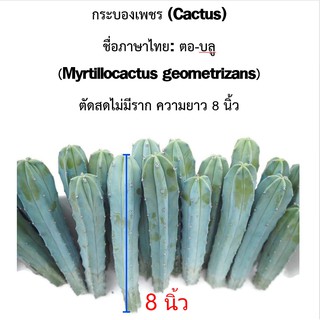 กระบองเพชร Cactus ตอบลู ตัดสด ไม่มีราก สำหรับกราฟ หรือปลูกเพื่อความสวยงาม ขนาดความยาว 8 นิ้ว ทาแผลด้วยผงอลูมิเนียม