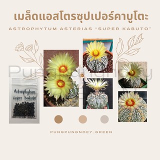 เมล็ดกระบองเพชร เมล็ดแคคตัส  เมล็ด Astrophytum asterias “super kabuto” 20 เมล็ด