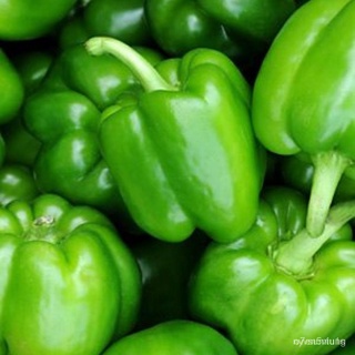 (เมล็ดพันธุ์แท้)เมล็ดพันธุ์ พริกหวานแคลิฟอร์เนียสีเขียว - Green Sweet Pepper บรรจุ 10 เมล็ดพั/อ/อินทรีย์ คละ สวนครัว ดอก