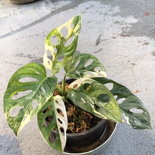 monstera adansonii aurea พลูฉลุด่างเหลือง /ด่างขาว(ยักษ์) พลูฉลุด่าง ไม้ในบ้าน