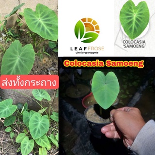 Colocasia Samoeng บอน ชื่อ เสมิง ส่งทั้งกระถาง ตอนเล็กๆๆ ตากเเดด คล้ายๆ colocasia Red eye gecko