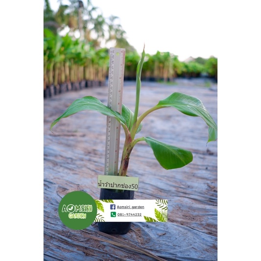 กล้วยน้ำว้าเพาะเนื้อเยื่อปากช่อง 50 (10 หน่อ/แพ็ค)