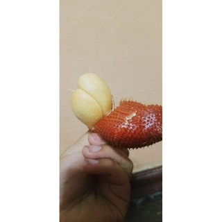 👍สละสุมาลี (หวานเจี๊ยบ) (เบอร์ช่อ)ลูกใหญ่ เนื้อหนา ส่งตรงจากสวนจังหวัดจันทบุรี สุมาลีแท้100%