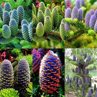 เมล็ด สนเกาหลี (Abies Koreana ) บรรจุ 5 เมล็ด นำเข้า ของแท้