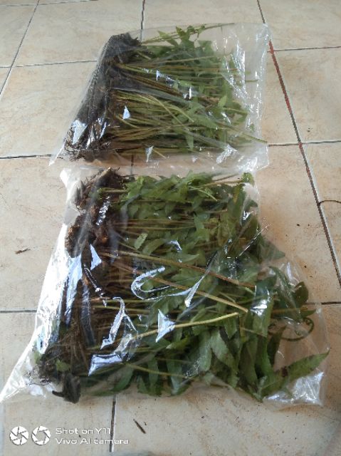 หน่อผักกูด🔥ขายดี🔥 20 ต้น  180 บาท