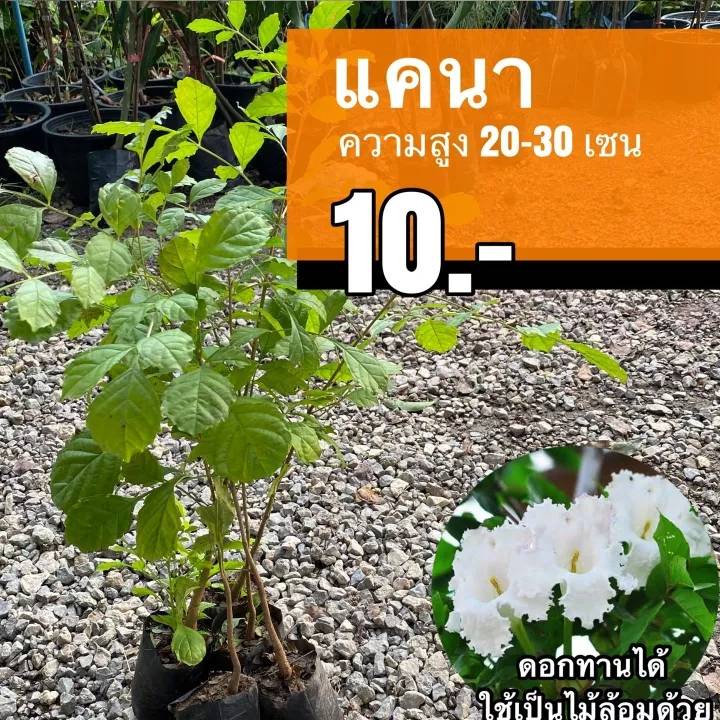 ต้นแคนา (จำนวน 10 ต้น) สูง 20-30 เซนติเมตร