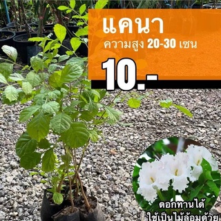 แคนา ต้นละ 10 บาท (ชุด 30 ต้น)