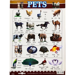 PETS # PT010ภาพโปสเตอร์ 3 ภาษา ไทย จีน อังกฤษ