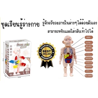 ของเล่นเสริมพัฒนาการชุดร่างกาย Human body model โมเดลจำลองร่างกายมนุษย์ในวิทยาศาสตร์สมัยใหม่ ขายดีที่สุด ราคาถูกที่สุด