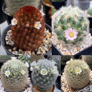 แมมคามิเน่ (Mammillaria carmenae )