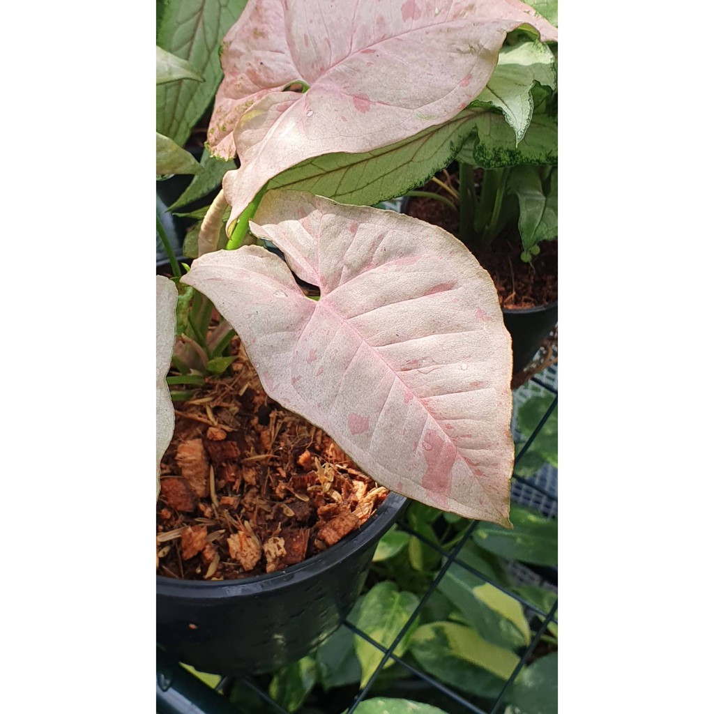 มุมมอง 2